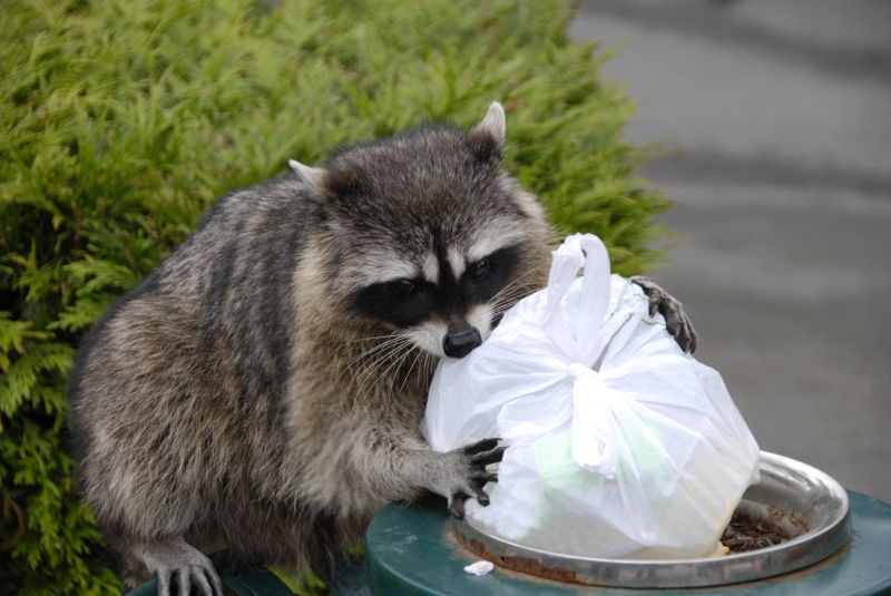 Raccoon Removal Service