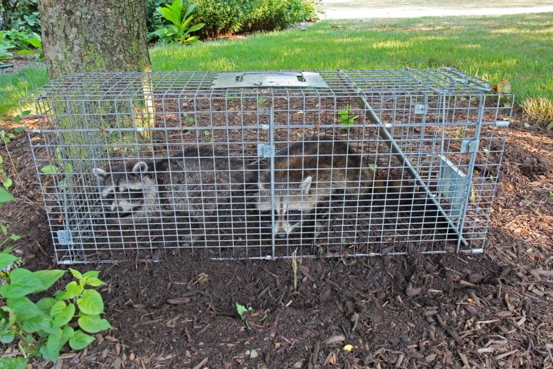 Local Racoon Trapping pros at work