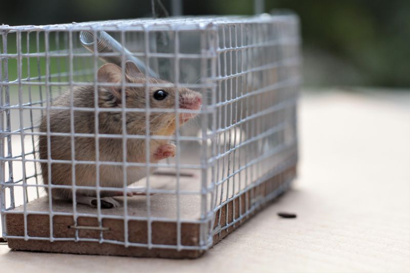 Cost of Raccoon Trapping — Cost of Racoon Trapping