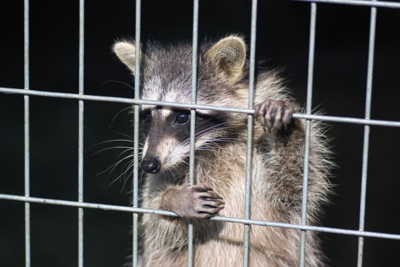 Cost of Raccoon Trapping — Cost of Racoon Trapping