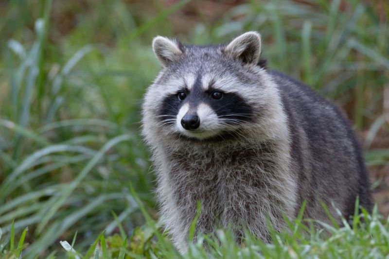 Preventing Raccoon Damage To Roofs, Attics, And Siding