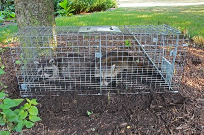 Racoon Trapping
