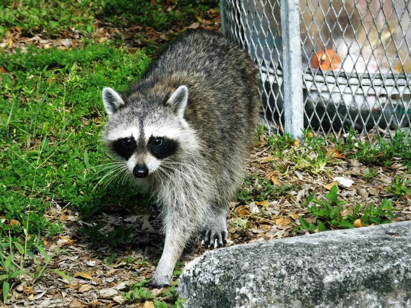 Racoon Trapping