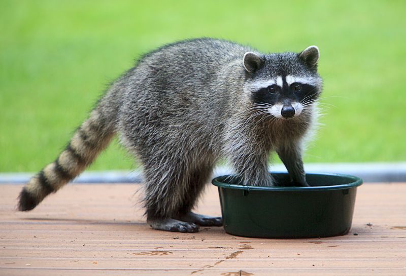 Racoon Trapping