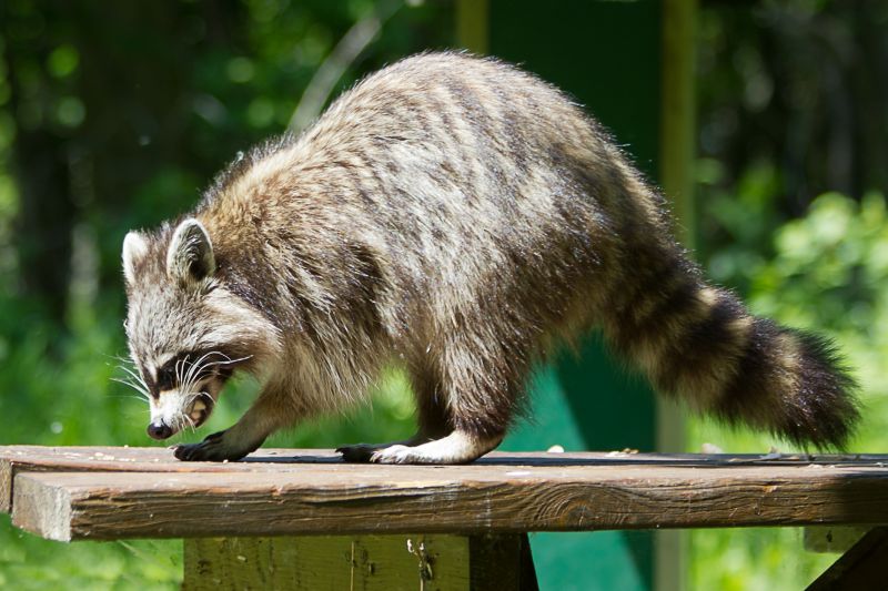 Why Racoons Tear Into Soffits, Fascia, And Roof Edges