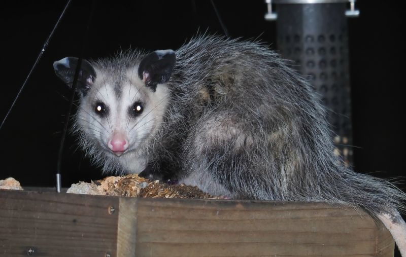 Opossum on Roof
