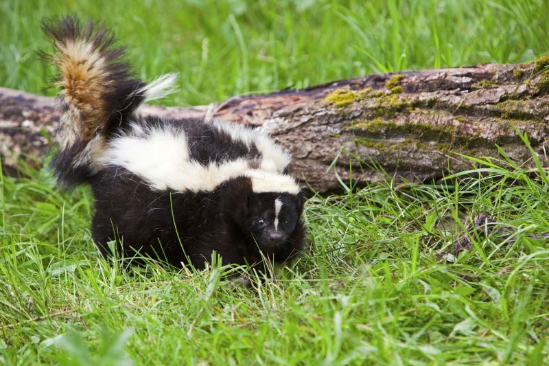 Skunk Near House