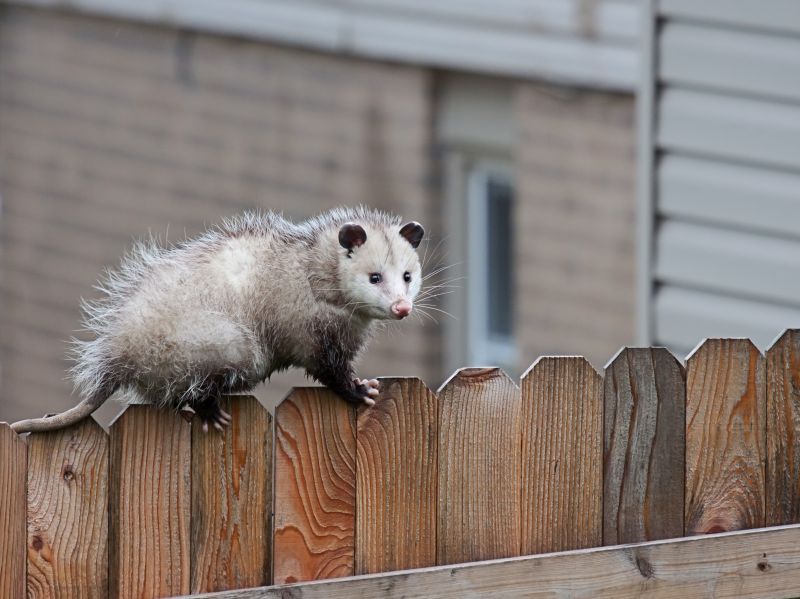 Opossum Climbing